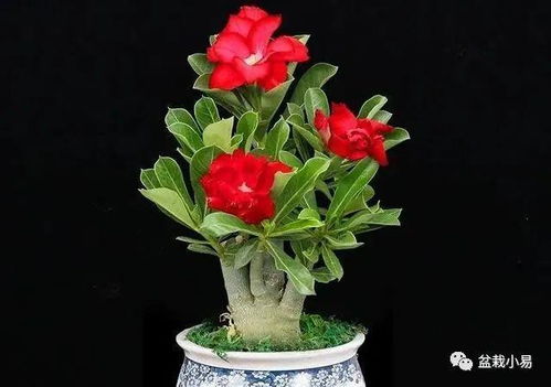 品种那么多，挑花眼了怎么办？