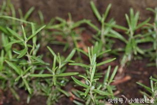 迷迭香喜光照，耐旱