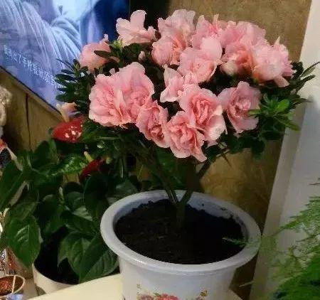 室内花卉的养护要点