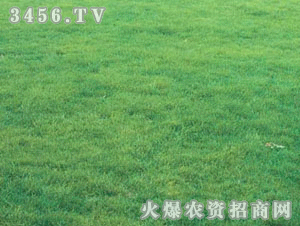 阳光不足，光合作不足，草坪变黄啦！