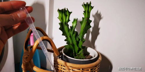 养花种菜烦恼多，虫害困扰怎么办？