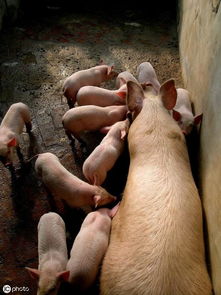 母猪死胎症状：胎动减少、食欲下降、腹部膨胀