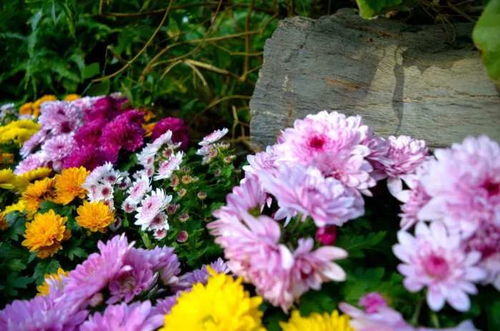 郑州花卉市场指南：7-20-45分钟快速选购秘籍