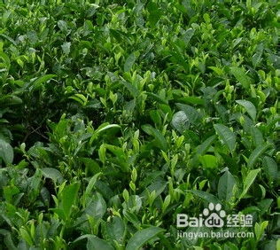 春茶前，打什么农药最好？