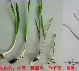 炔草酯：麦田的守护神