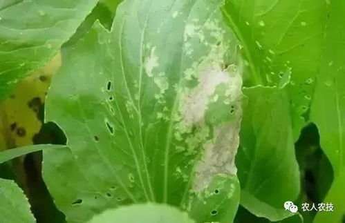 其他注意事项：咨询专家， 平安有保障