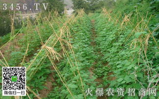 芸豆落花落荚，指芸豆植株开花后