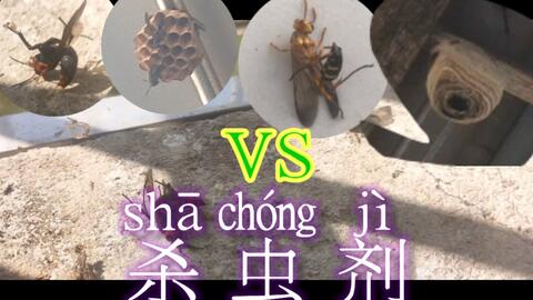 喷了杀虫剂，马蜂会不会报复？