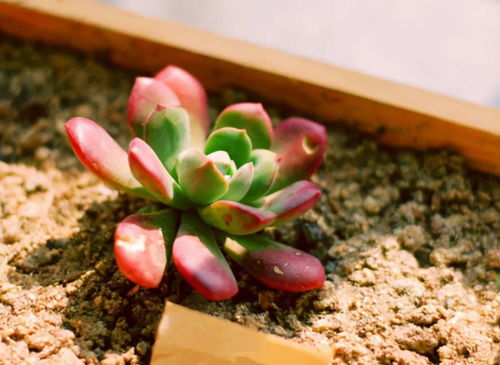 营养土：丰富营养，但也有风险