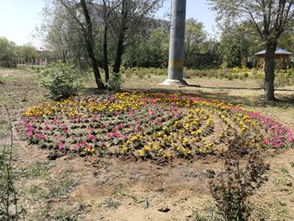 种植花草树木的方法：美化家居环境， 净化家中空气