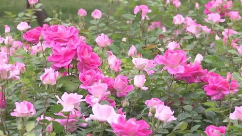 道路节点， 月季盛开