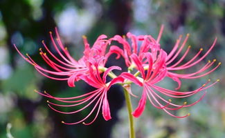 彼岸花：一养即开，花开彼岸！