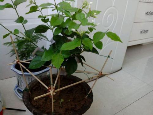 茉莉花枯萎后剪枝，再进行枝插繁殖