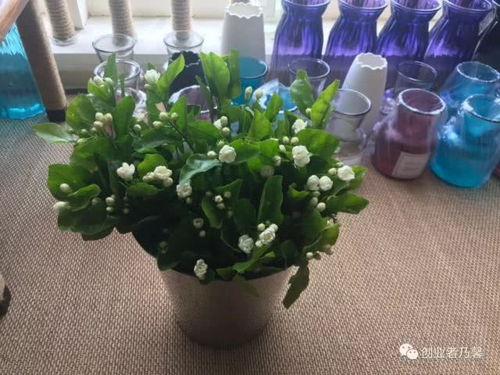 如何运用醒花技巧全解密，轻松掌握正确方法
