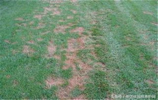 夏季草坪病害， 提前防范是关键