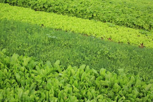 芥末油喷施， 杀虫效果好