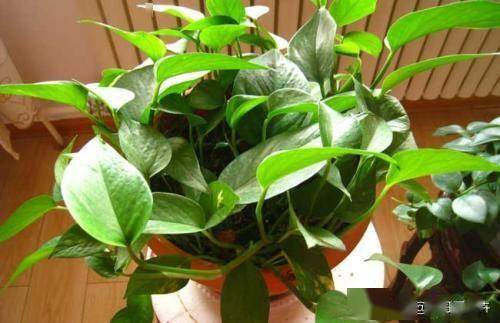 绿萝：净化空气， 美观大方