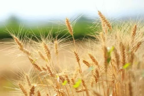 芒种时节，播种快乐，收获幸福