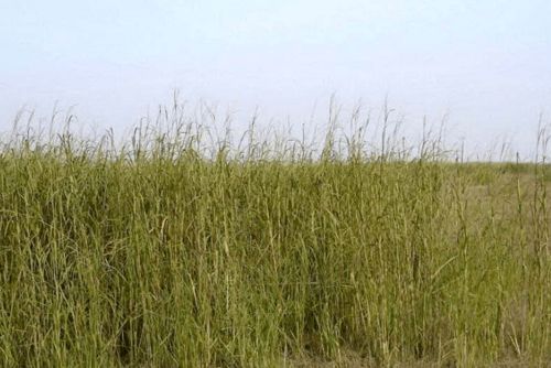 耐盐碱植物应用