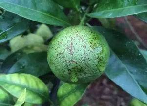 黄金搭配， 效果翻倍