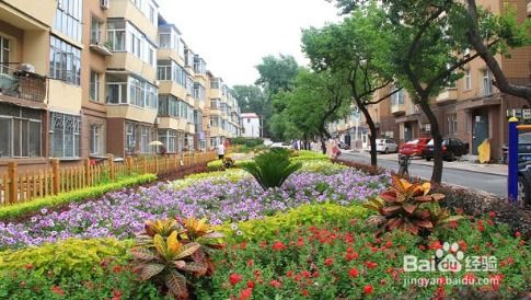 校园绿化：如何选树种，避免成本陷阱？