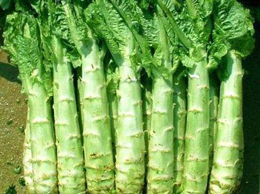 莴笋霜霉病的防治