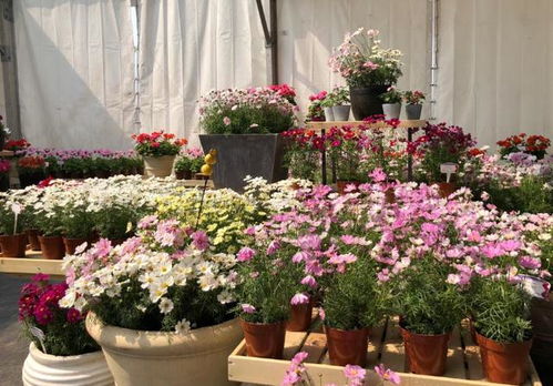 家里花儿不开花，是不是肥料不够用？