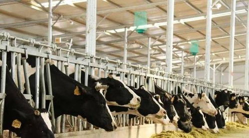 优化畜禽舍环境，提升空气质量与养殖效益