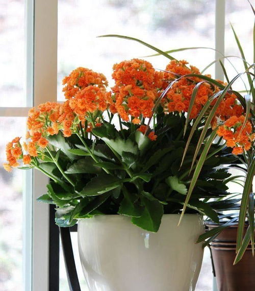 养花，其实是一种修行