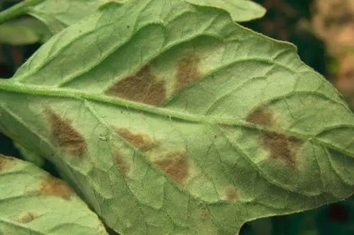 复配制剂的搭配：河南药害事故的教训