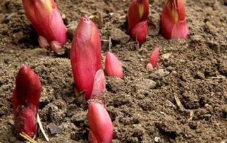 重楼种子移植的注意事项