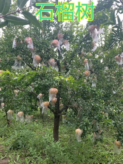 石榴树的价格行情：市场调研与分析