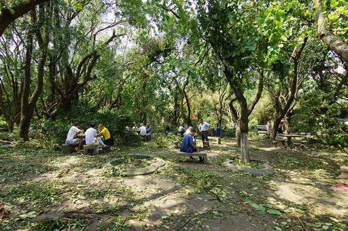 柘木在北方的地位