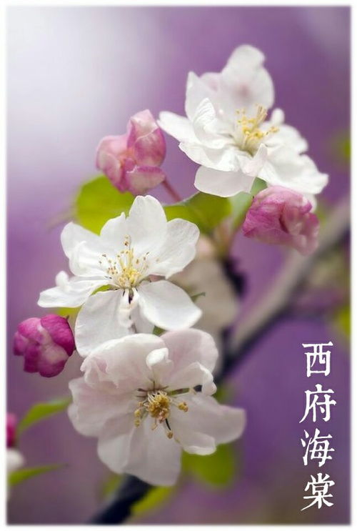 guan与西府海棠的一些小知识