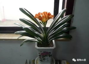 君子兰养护，浇水技巧是关键