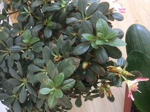 鸢尾花的叶子为什么会干枯？