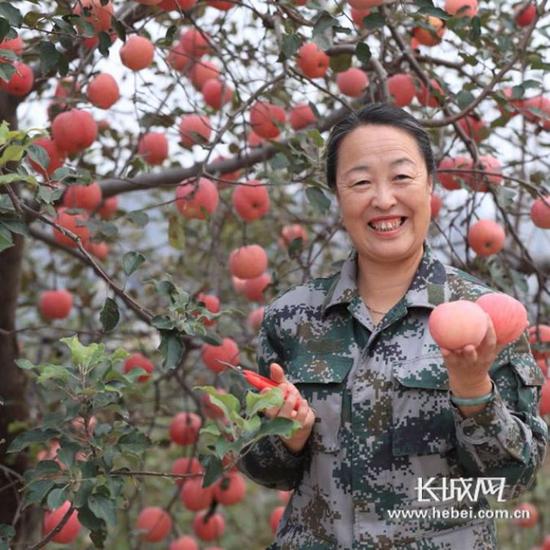 无花果树苗如何进行科学栽培和管理