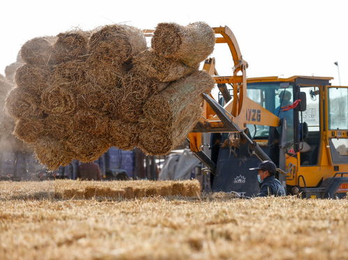草种三：地毯草