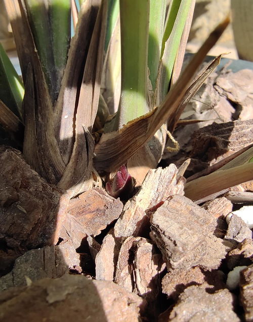 狐尾藻的种植方法与时间是怎样的，能否详细描述一下狐尾藻养殖的全过程
