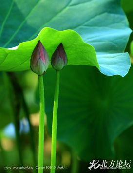 北方荷花根冬天怎么保存？关键步骤是……