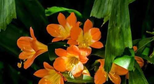 如何科学养护火鹤花使其花朵更加鲜艳夺目