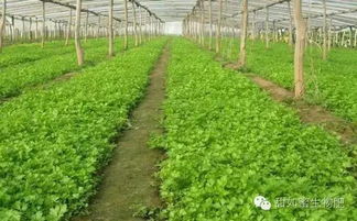 芹菜种植技术有哪些要点？春季和秋季哪个季节更适合芹菜种植？