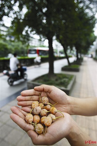 九里香白粉病防治注意事项