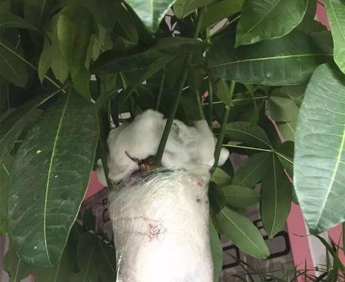 新购夏威夷椰子养护技巧，叶子打不开解决法！