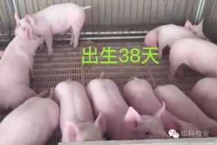 3日龄仔猪补铁时如何选择合适的用药搭配及注意事项？