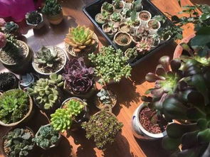 北方地区的冬季养护