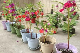 凤仙花栽培养护全攻略中，如何避免凤仙花叶子发黄和枯萎