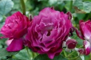 麦金琪夫人月季的优缺点大揭秘