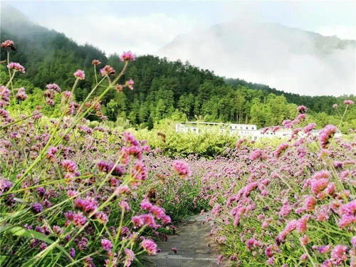 石榴树下的花海梦