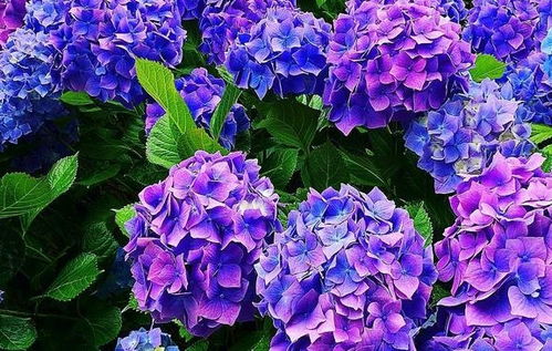 绣球花的根长得怎么样？